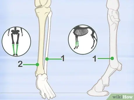 Определение человеческих костей, шаг 12