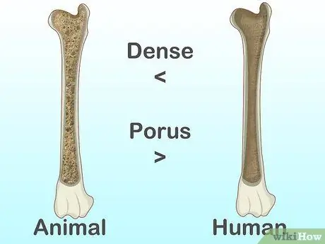 Определение человеческих костей, шаг 13