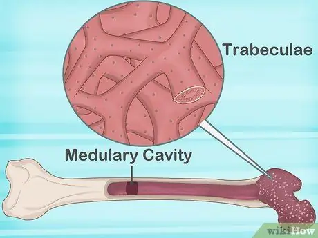 Определение человеческих костей Шаг 15