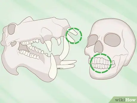 Определение человеческих костей Шаг 5