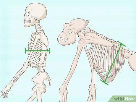 Определение человеческих костей, шаг 7