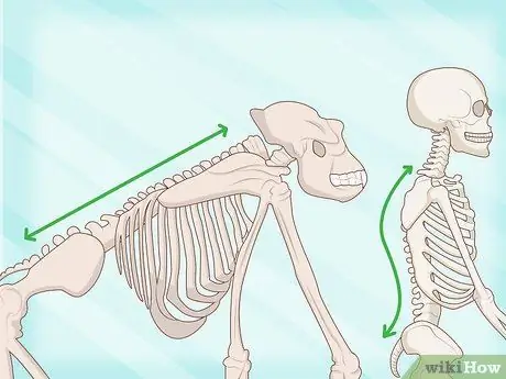 Определение человеческих костей Шаг 8