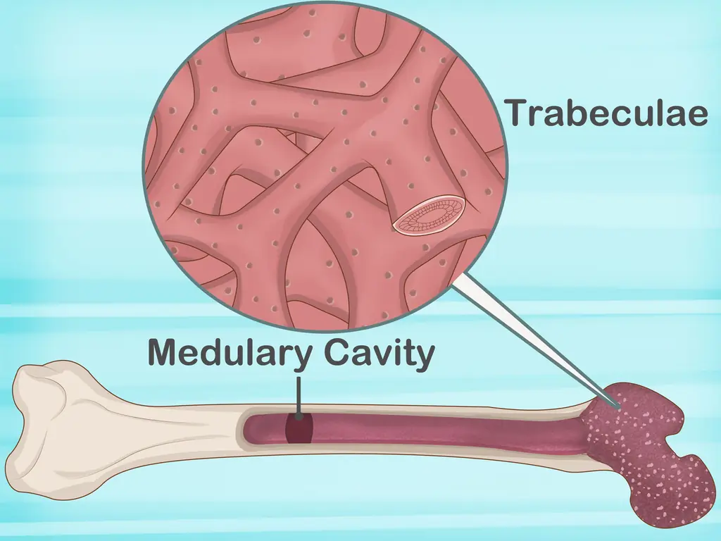 Как определить человеческие кости: 15 шагов (с изображениями)