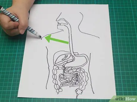 Нарисуйте модель пищеварительной системы. Шаг 16