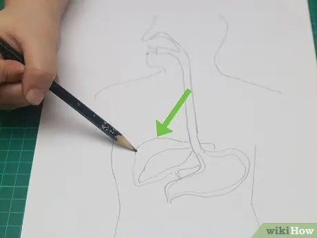 Нарисуйте модель пищеварительной системы. Шаг 9