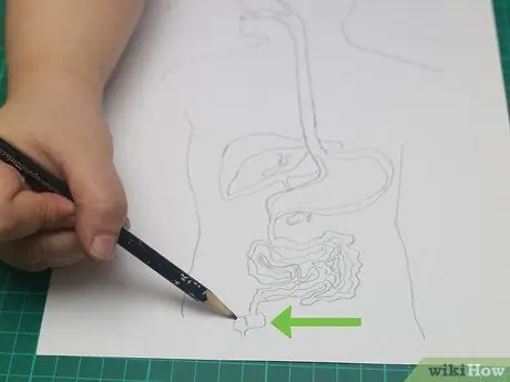 Нарисуйте модель пищеварительной системы. Шаг 13