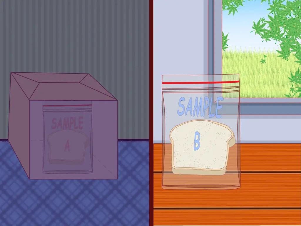 Как заставить расти плесень на хлебе: 10 шагов (с иллюстрациями)