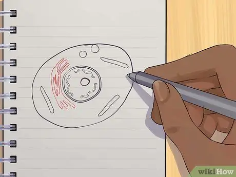 Нарисуйте животную клетку. Шаг 7