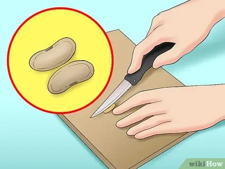 Выполните эксперимент по рассечению семян фасоли, шаг 4