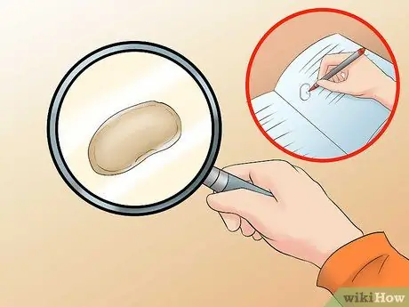 Выполните эксперимент по рассечению семян фасоли, шаг 5