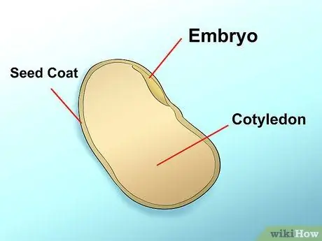 Выполните эксперимент по рассечению семян фасоли, шаг 6