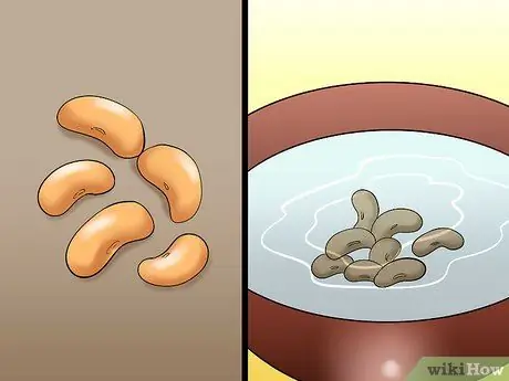 Выполните эксперимент по рассечению семян фасоли, шаг 8