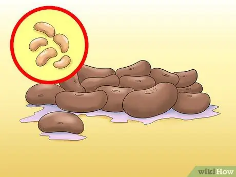 Выполните эксперимент по рассечению семян фасоли, шаг 9