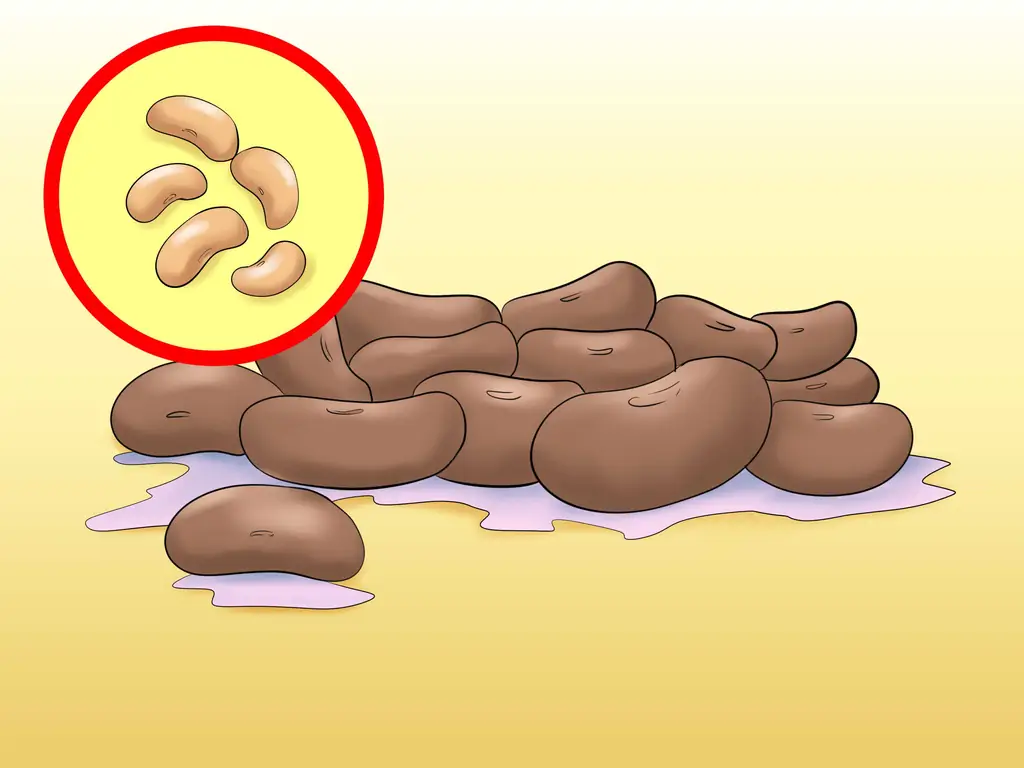 Как провести эксперимент по рассечению семян фасоли: 9 шагов