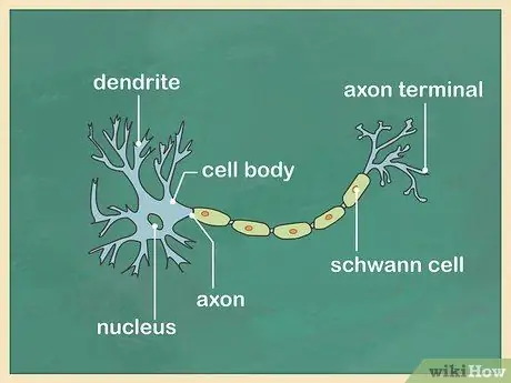 Изучение мозга Шаг 6