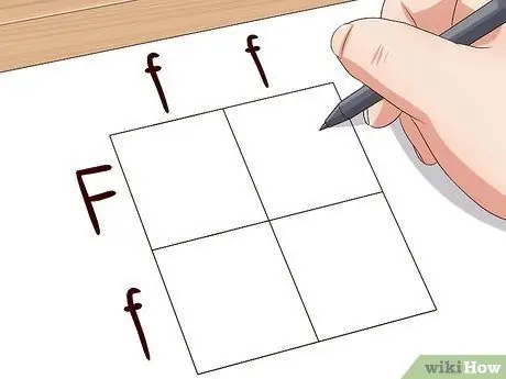 Сделайте квадрат Пеннета Шаг 5