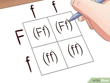 Сделайте квадрат Пеннета Шаг 6