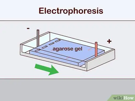 Определите генотип Шаг 10
