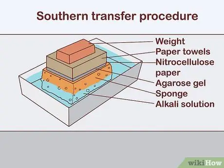Определите генотип Шаг 11