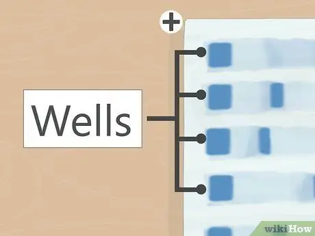 Прочитать ленты для гель-электрофореза, шаг 2
