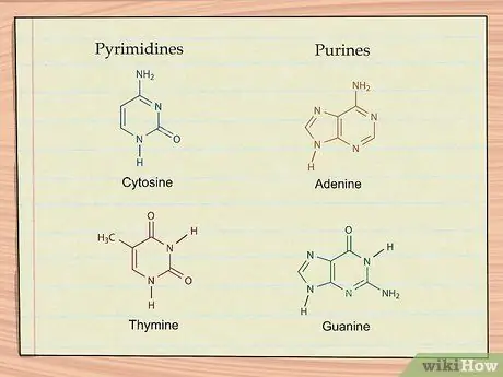 Понять структуру ДНК, шаг 3