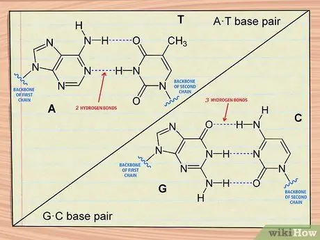 Понять структуру ДНК, шаг 5