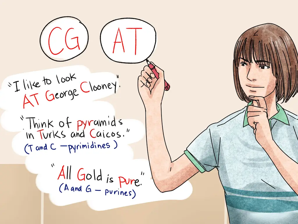 Как понять структуру ДНК: 10 шагов (с иллюстрациями)