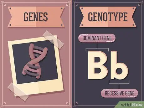 Использование квадрата Пеннета для моногибридного креста Шаг 1