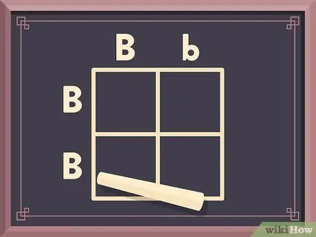 Сделайте моногибридный крест с помощью квадрата Пеннета Шаг 4