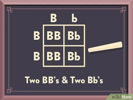 Сделайте моногибридный крест с помощью квадрата Пеннета Шаг 6