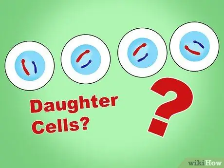 Различия между митозом и мейозом Шаг 7