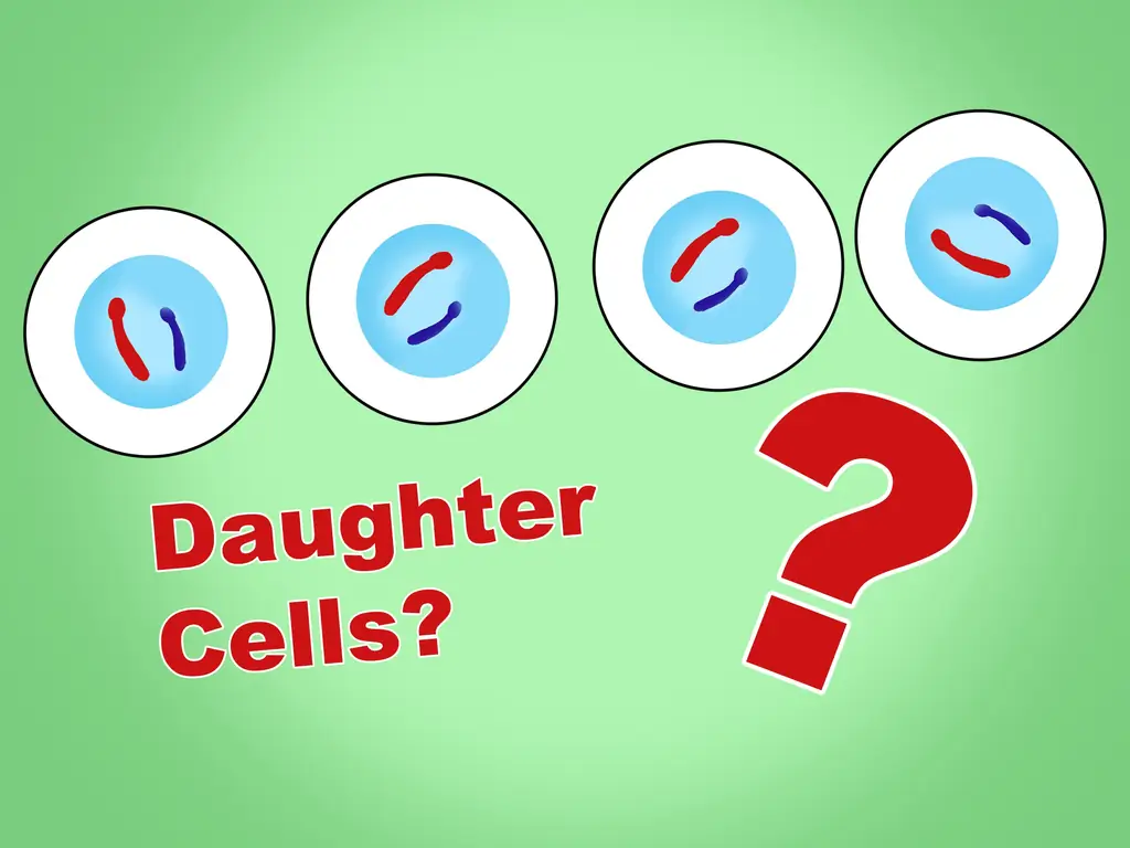 Как отличить митоз от мейоза: 7 шагов