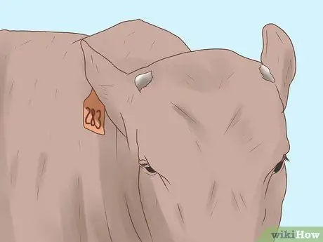 Идентификация рогатого, ошищенного и опрошенного крупного рогатого скота Шаг 3