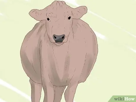 Идентификация рогатого, обтесанного и опрошенного крупного рогатого скота Шаг 4