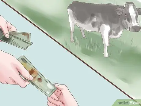 Купить крупный рогатый скот Step 7