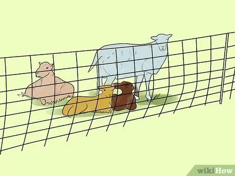 Приступите к делу «Выращивание овец», шаг 6