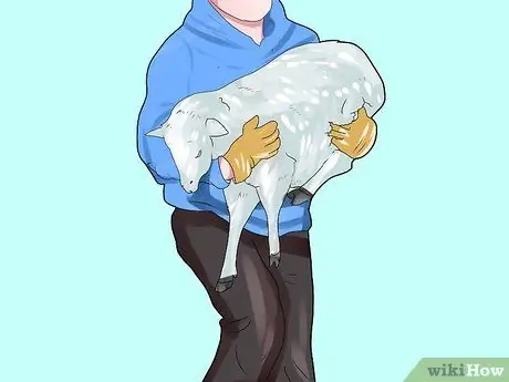 Приступите к делу «Выращивание овец» Шаг 8