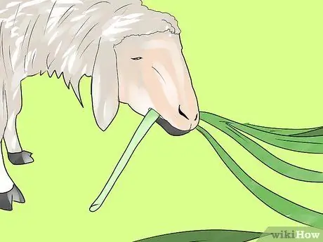 Приступите к делу «Выращивание овец», шаг 9