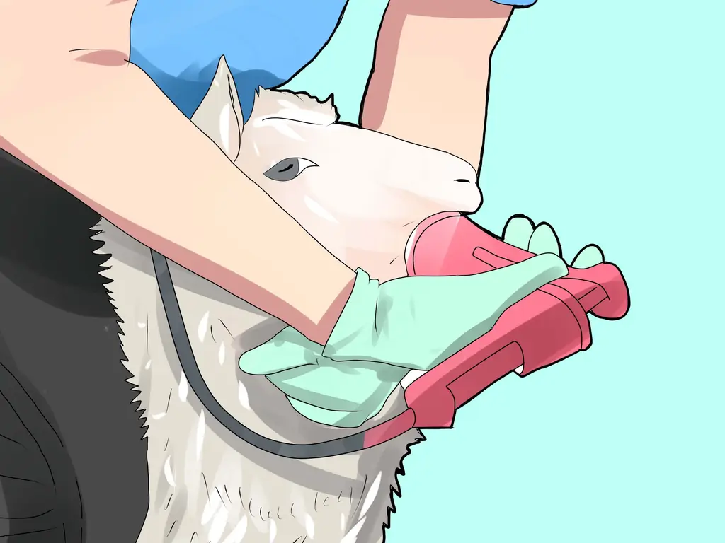 Как начать выращивать овец: 12 шагов (с иллюстрациями)