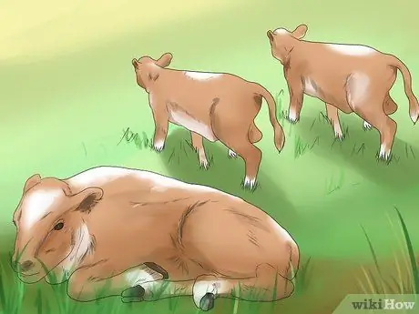 Диагностика и лечение царапин у телят Шаг 2