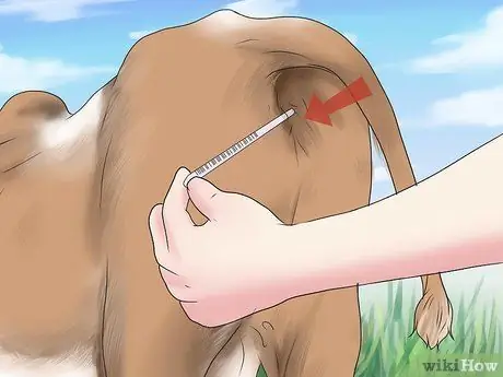 Диагностика и лечение царапин у телят Шаг 4