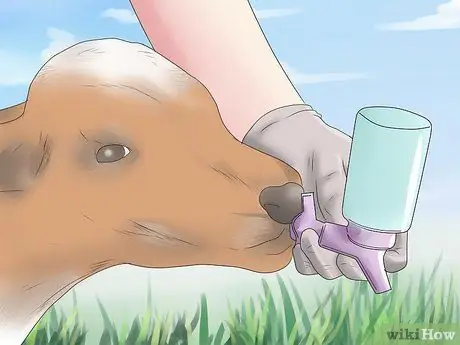 Диагностика и лечение царапин у телят Шаг 6