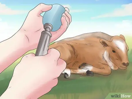 Диагностика и лечение царапин у телят Шаг 7