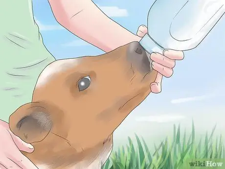 Диагностика и лечение царапин у телят Шаг 8