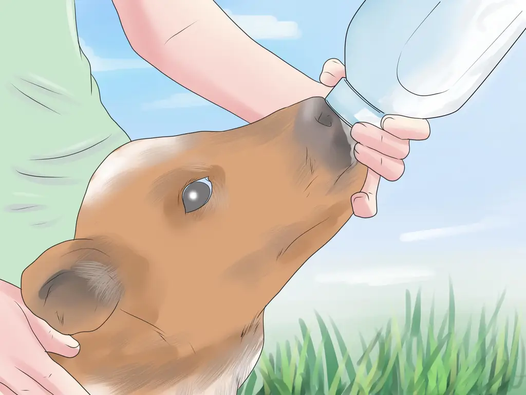 Как диагностировать и лечить царапины у телят: 8 шагов