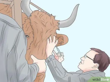 Лечить и предотвращать ацидоз у крупного рогатого скота Шаг 2