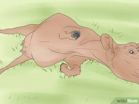 Лечить и предотвращать ацидоз у крупного рогатого скота Шаг 4