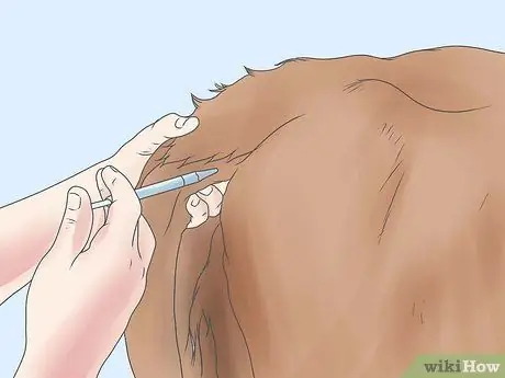 Лечить и предотвращать ацидоз крупного рогатого скота Шаг 5