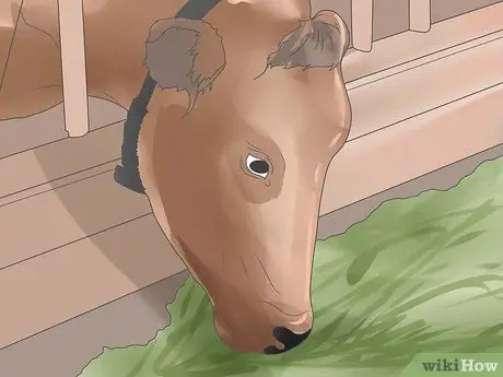 Лечить и предотвращать ацидоз крупного рогатого скота Шаг 7