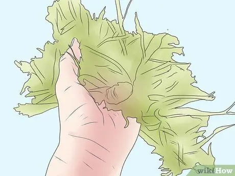 Лечить и предотвращать ацидоз крупного рогатого скота Шаг 8